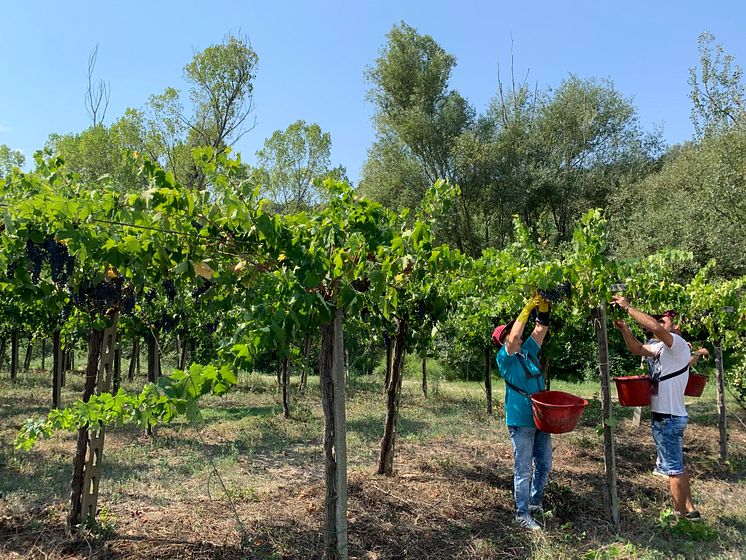 Montepulciano hervest