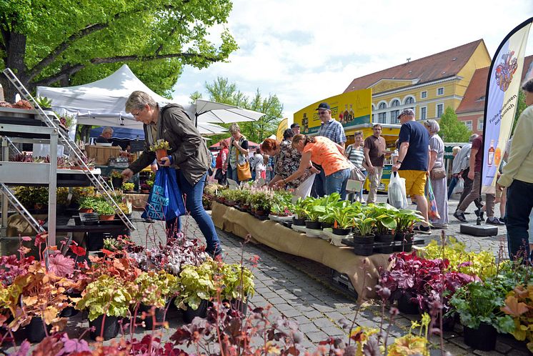 Frühlings- und Genussmarkt Delitzsch