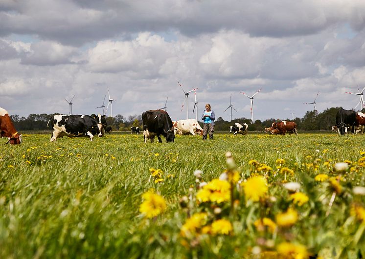 Arla Hof in Schleswig-Holstein, Kühe beim Weidegang