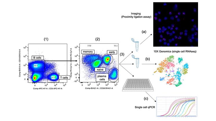 Figuren illustrerar cellsortering av B-celler och hur dessa därefter analyseras.jpeg