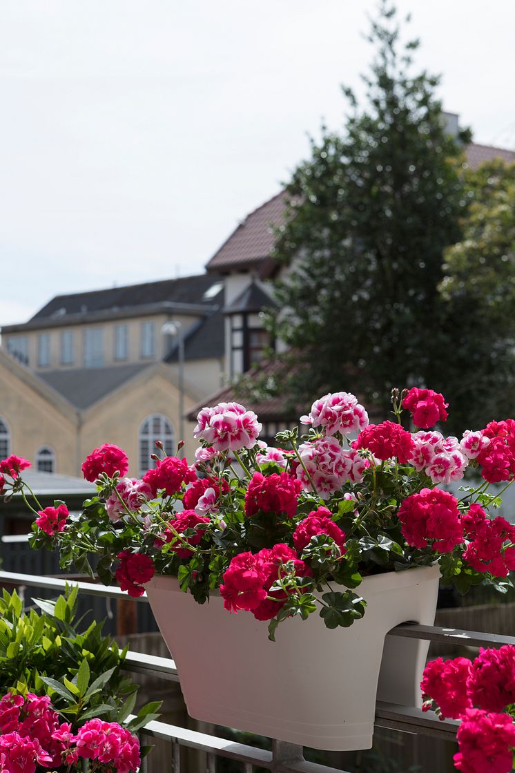 Pelargoner i stan.