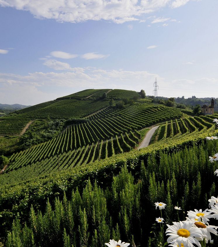 gallery-vigneti-17.jpg