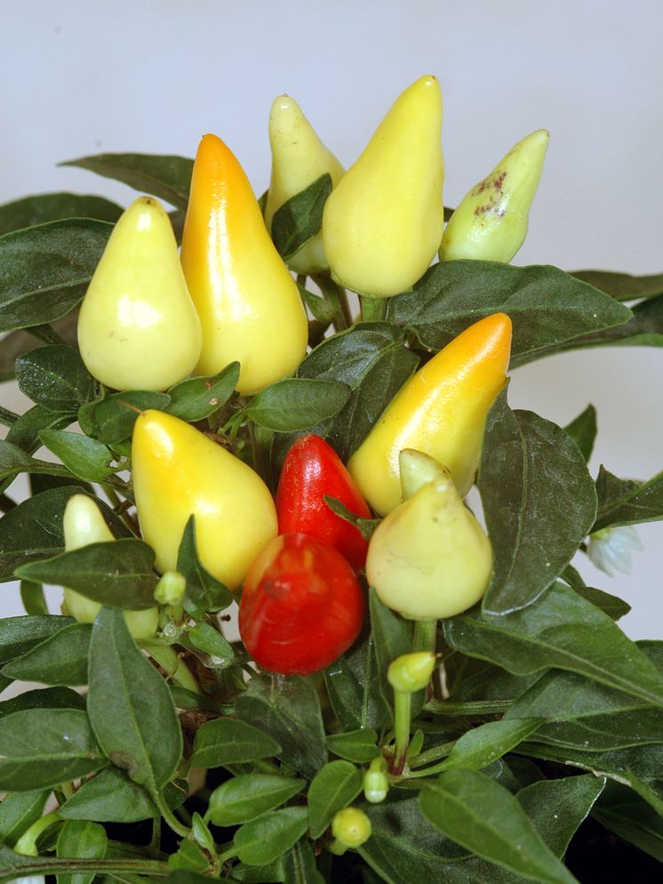 Spanskpeppar Capsicum annuum