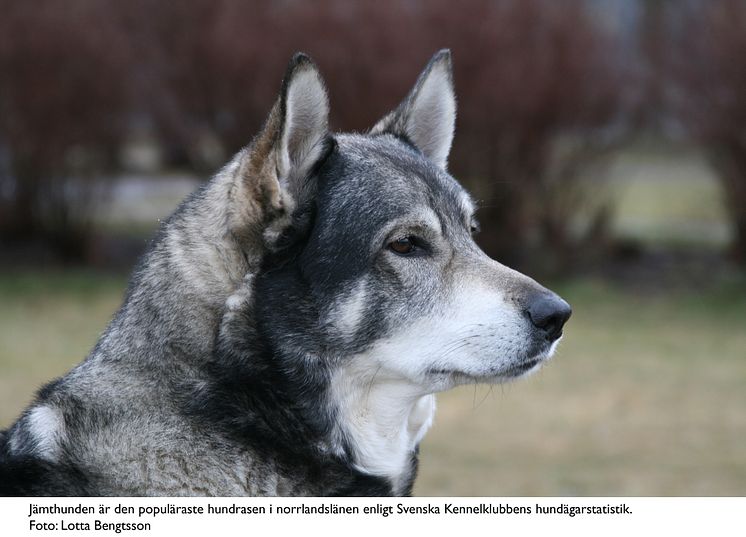 Jämte populärast i Norrland