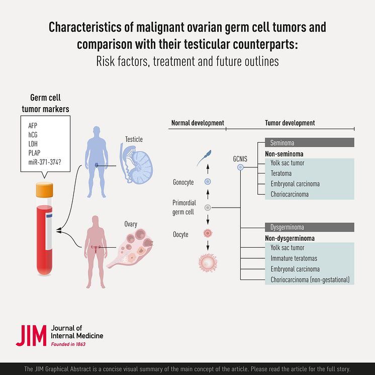 Germ cell tumours, characteristics