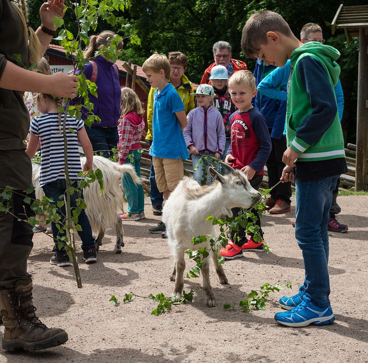 Barn och getter i Skånes Djurpark