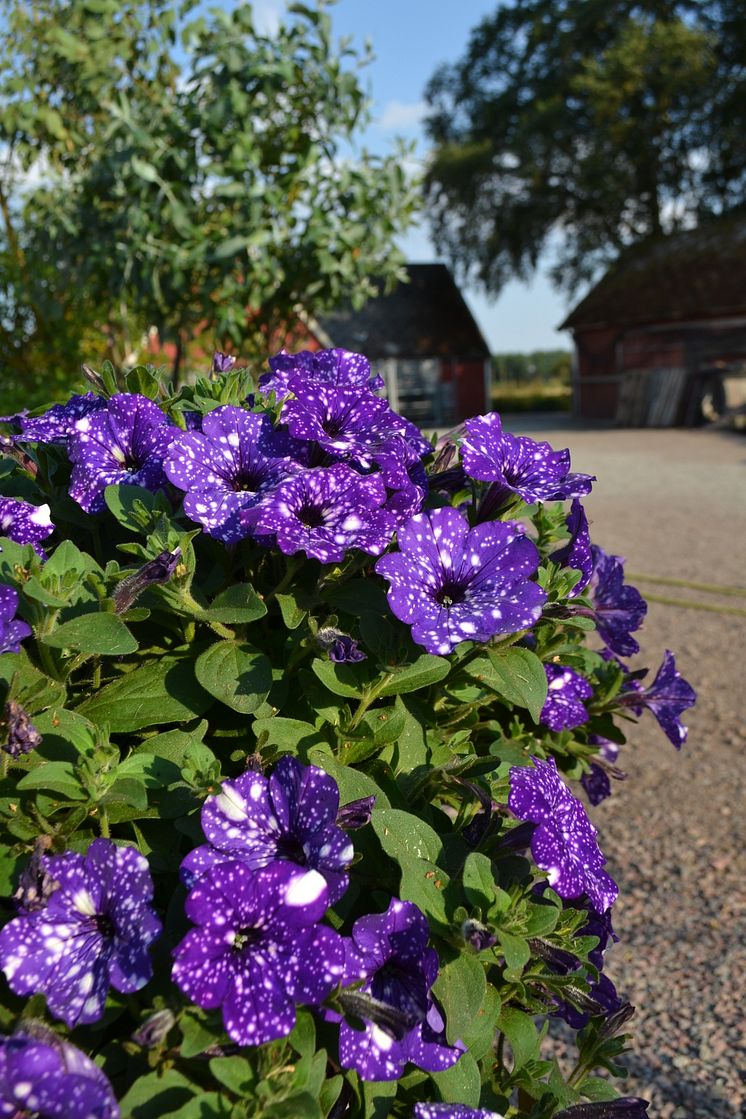 Petunia 'Night Sky'