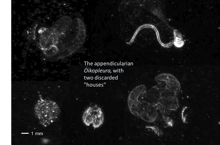 Fig. 2. Appendicularians in their house structures