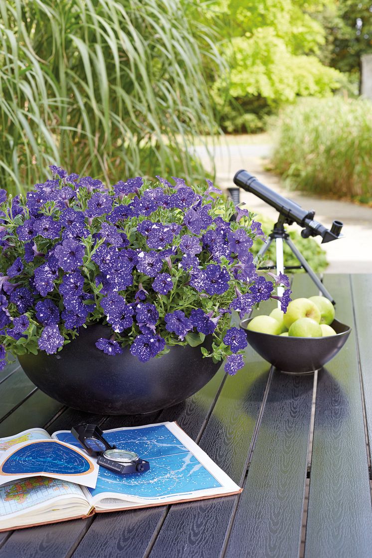 Petunia 'Night Sky' på bordet