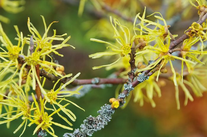 Was ist eigentlich Hamamelis?