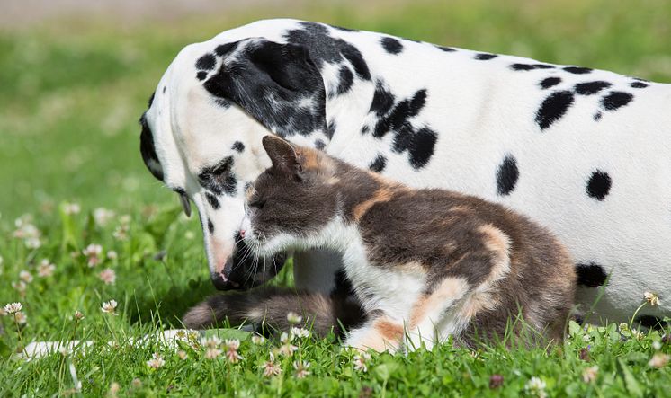 Så blir hunden och katten vänner