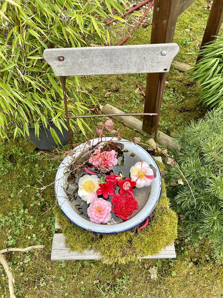Kamelienblüten in Roßwein