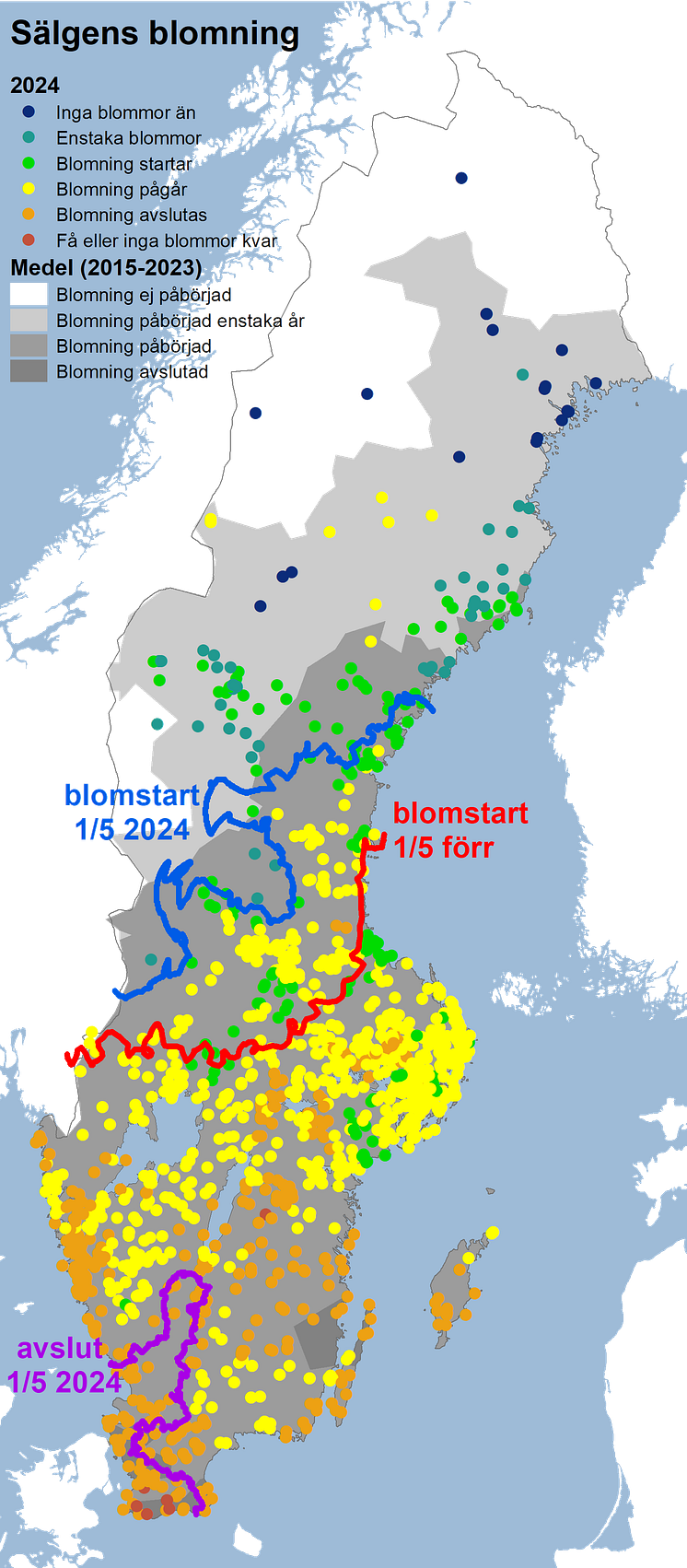 sälg2024.png