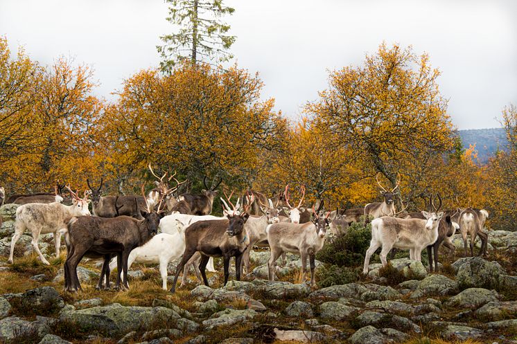 Renar i Lofsdalensfjällen