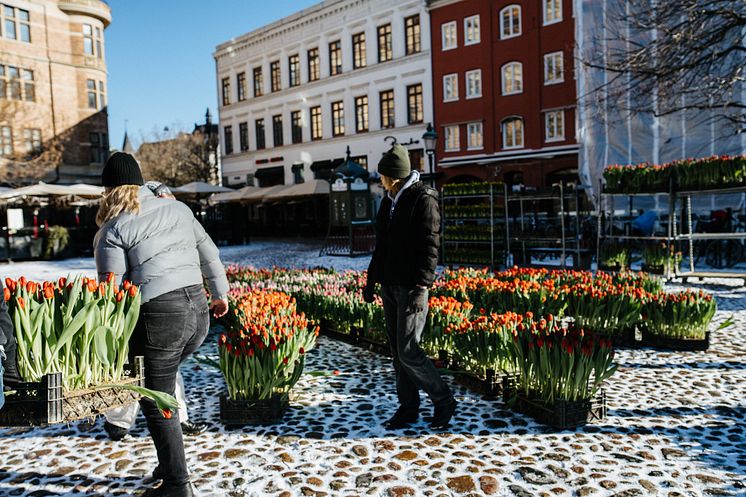 Gunnar Kaj skapar en kurbits av tulpaner