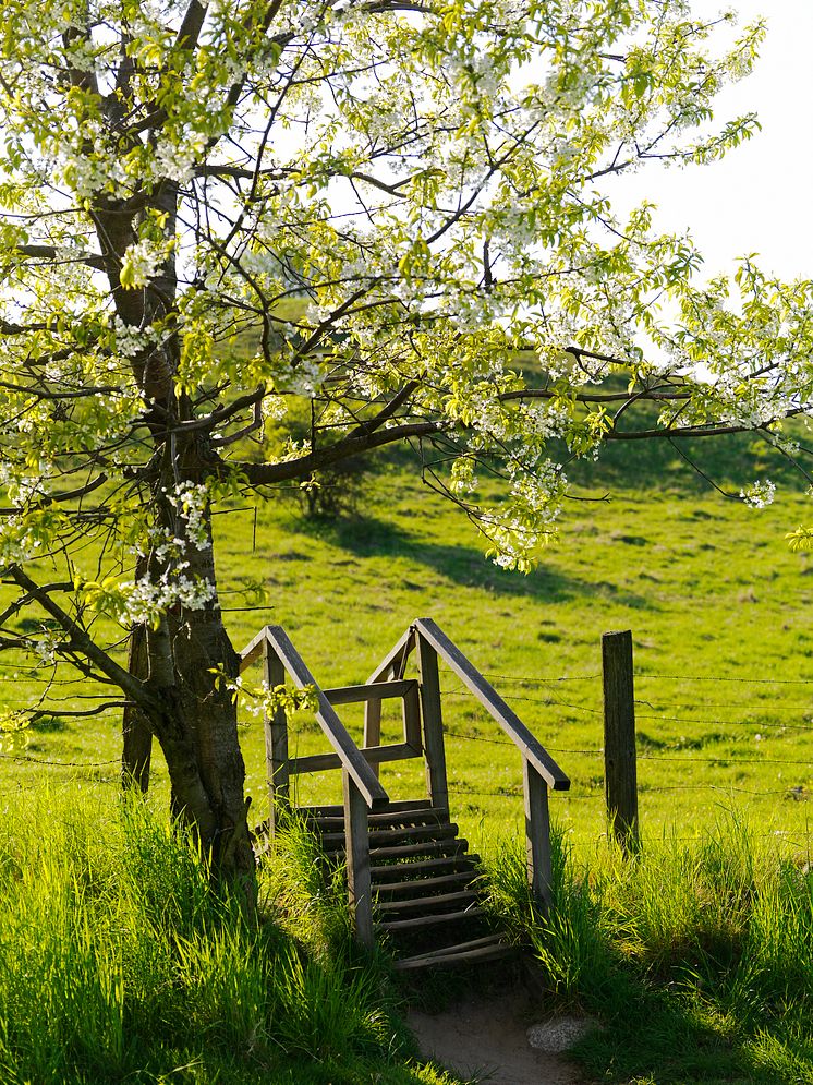 Skåne erbjuder allt från äppelblomsvandring till pigrimsvandring