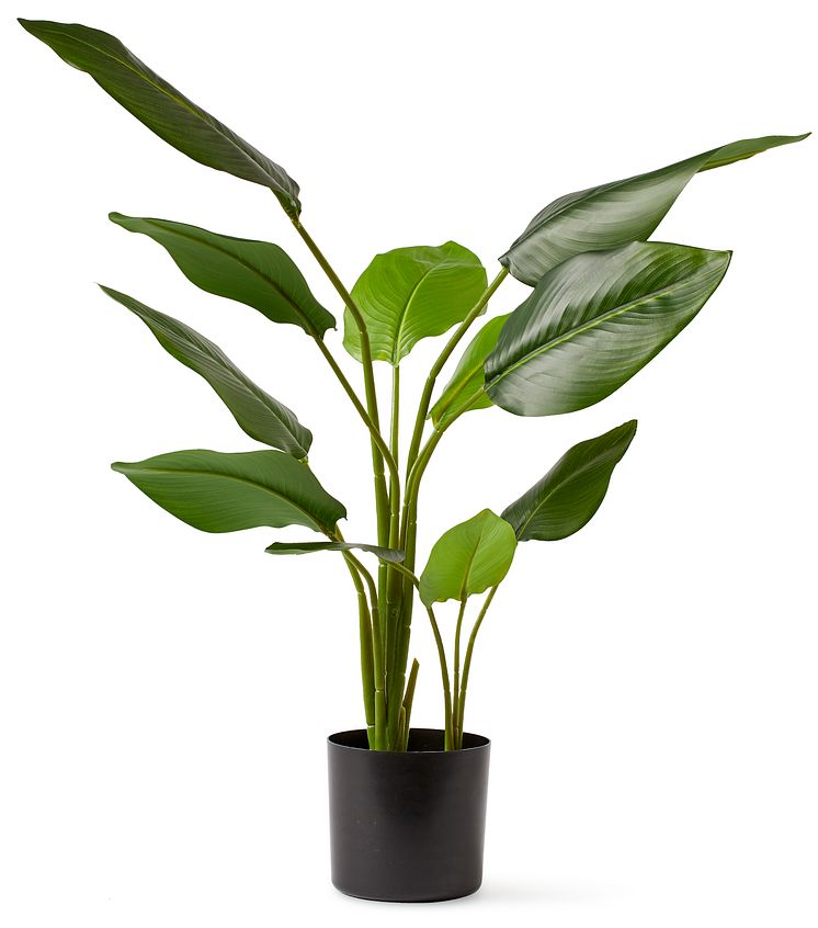 Strelitzia