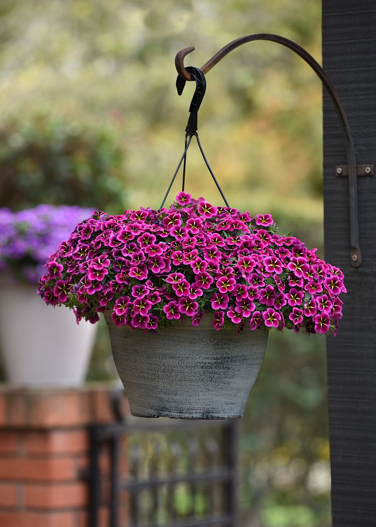 Småpetunia, Calibrachoa parviflora Cabaret Good Night Kiss