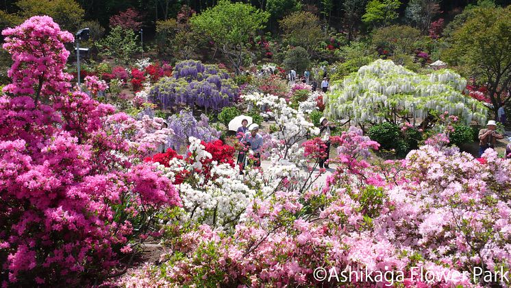 Asshikaga Flower Park(10)