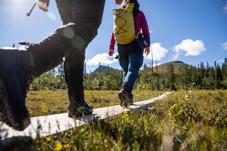 Vandring sommar Lofsdalen