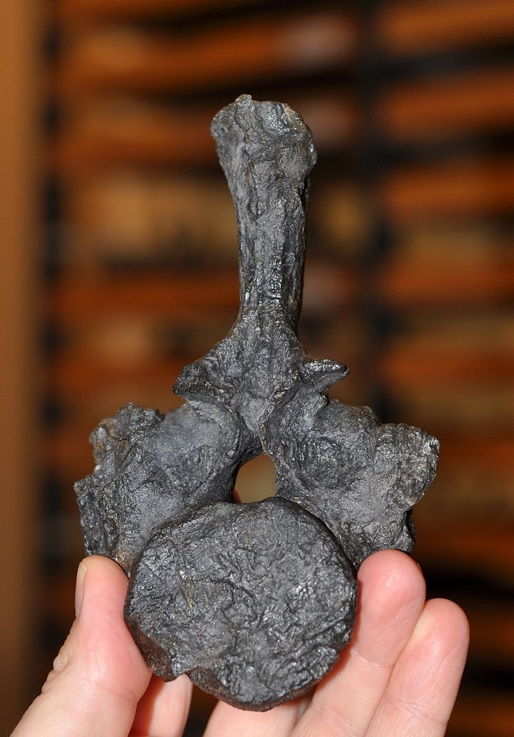 Fossil från nothosaurie, Nya Zeeland