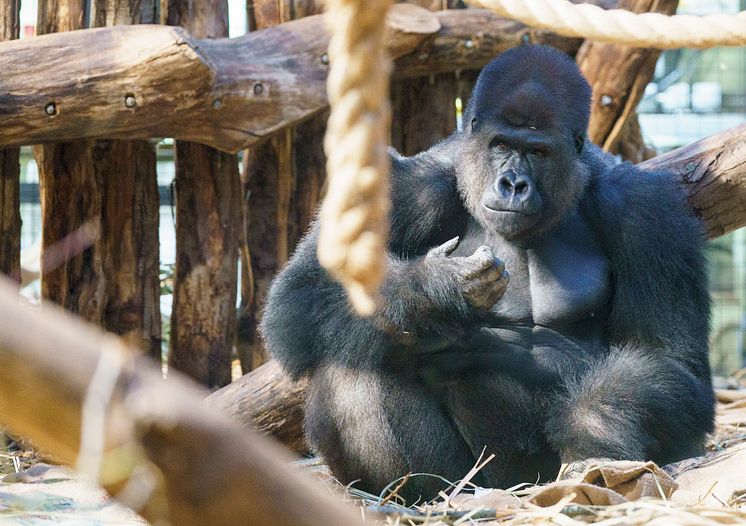 Kiburi in Gorilla Kingdom at ZSL London Zoo (c) ZSL DHL (2)