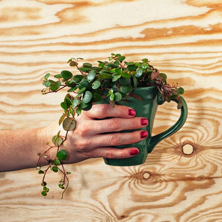 Peperomia 'Peperspot' - Trendväxt