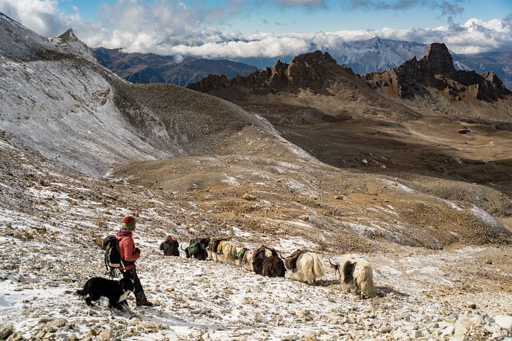 Yak-Trekking Wallis 