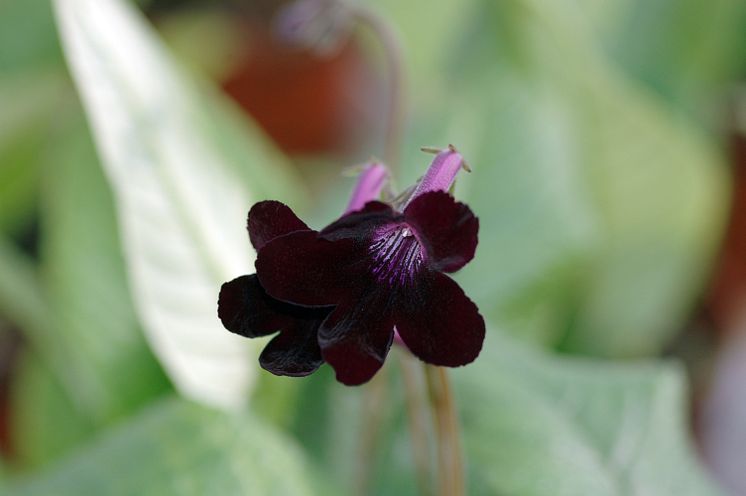 Streptocarpus Lotty