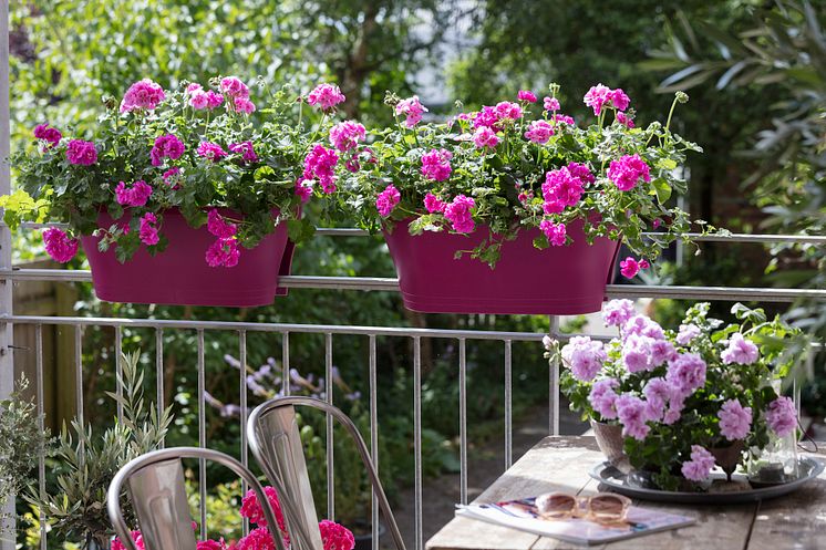 Pelargoner på balkongen