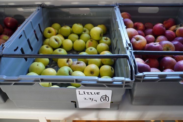 Äpplen för must och cider tas fram av SLU-forskare