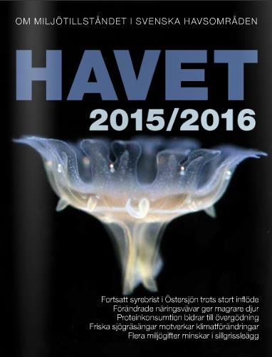 Ny rapport om havet: Mer vildlax i Bottenviken men ålgräset minskar i Västerhavet