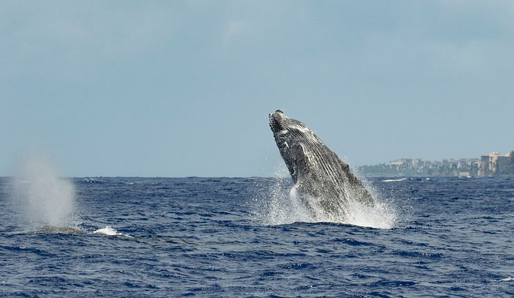 Whale watching in Hawaii .jpg
