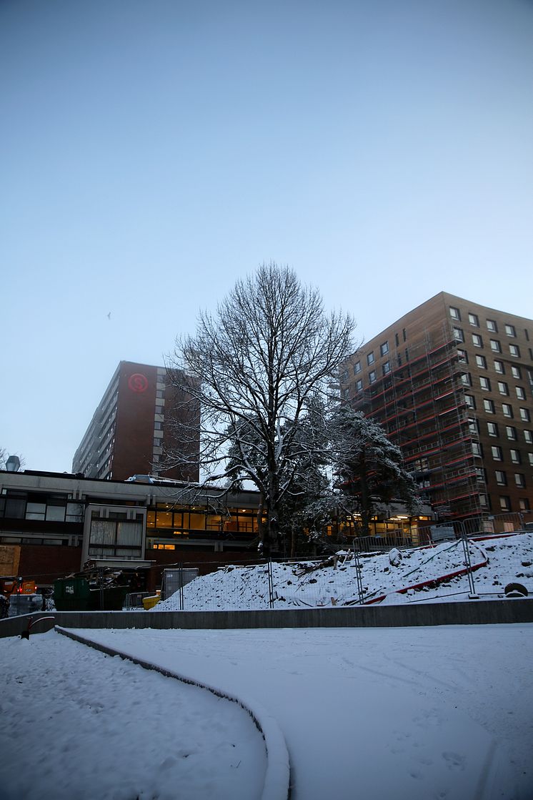 Kringsjå Studentby med Bygg B massivtre