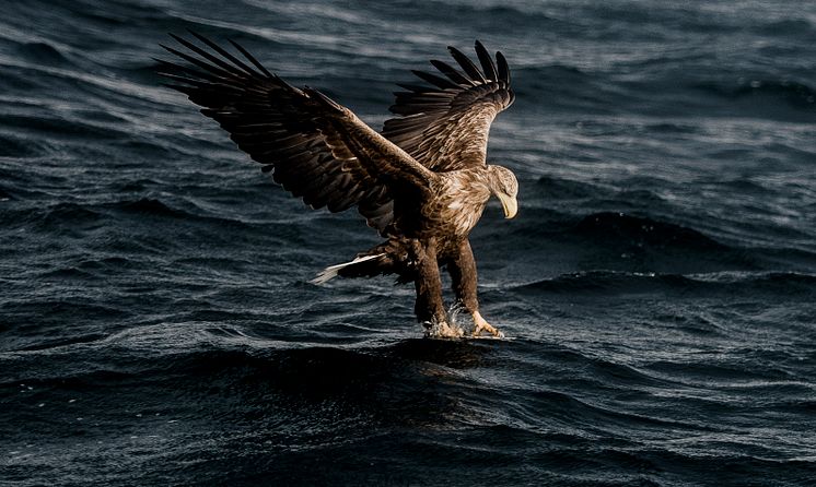 Sea Eagle safari in Henningsvær  Lofoten-Photo - Thomas Rasmus Skaug - VisitNorway.com (1).JPG