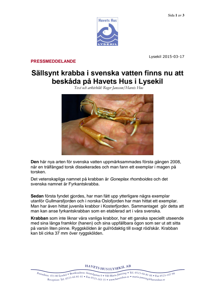 Sällsynt krabba i svenska vatten finns nu att beskåda på Havets Hus i Lysekil