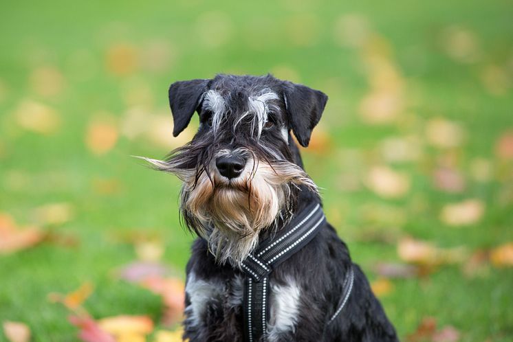 Mustaschkampen - hund