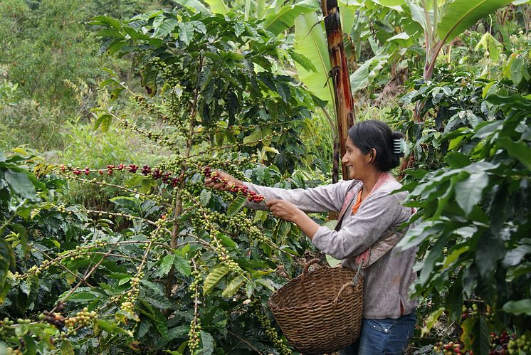 Ekologisk och Fairtrade-certifierad odling i Peru