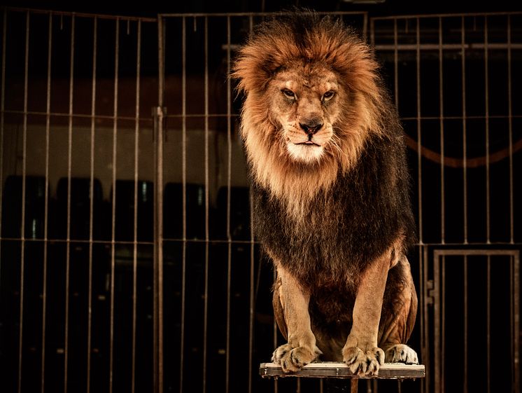 In defence of Britain's last lion tamer 