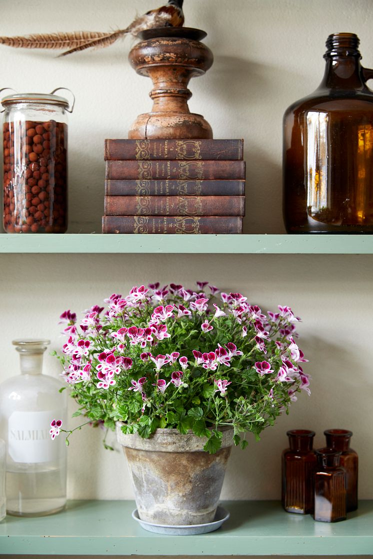 2020_Geraniums_1400__Indoor_Garden_06