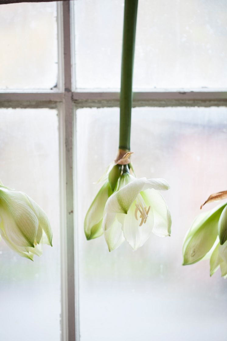 Amaryllis upp och ner