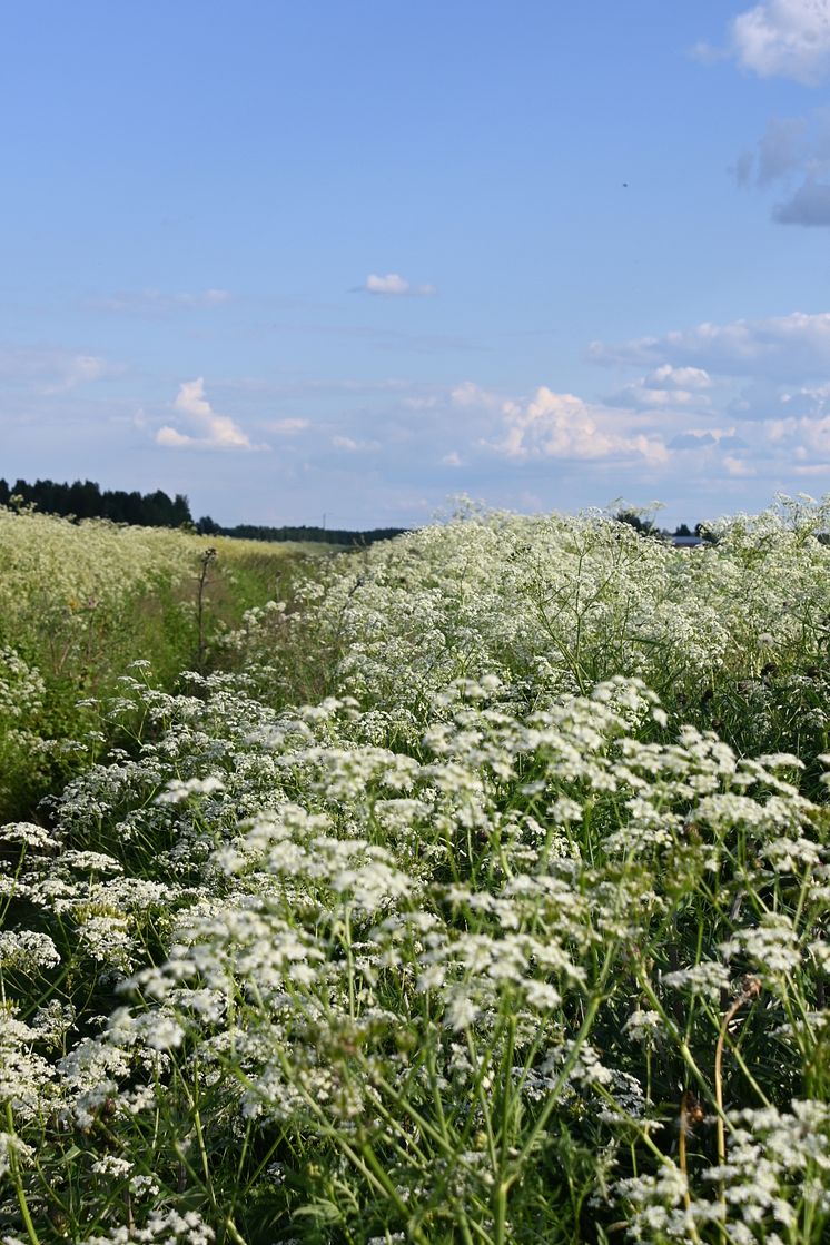 Lintaloiden maitotilan ojanpiennar