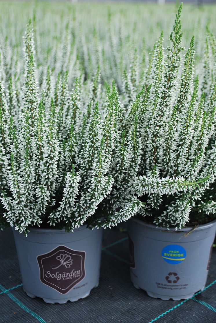 Calluna-Ljung-Vitikruka-Foto Solgården.jpg