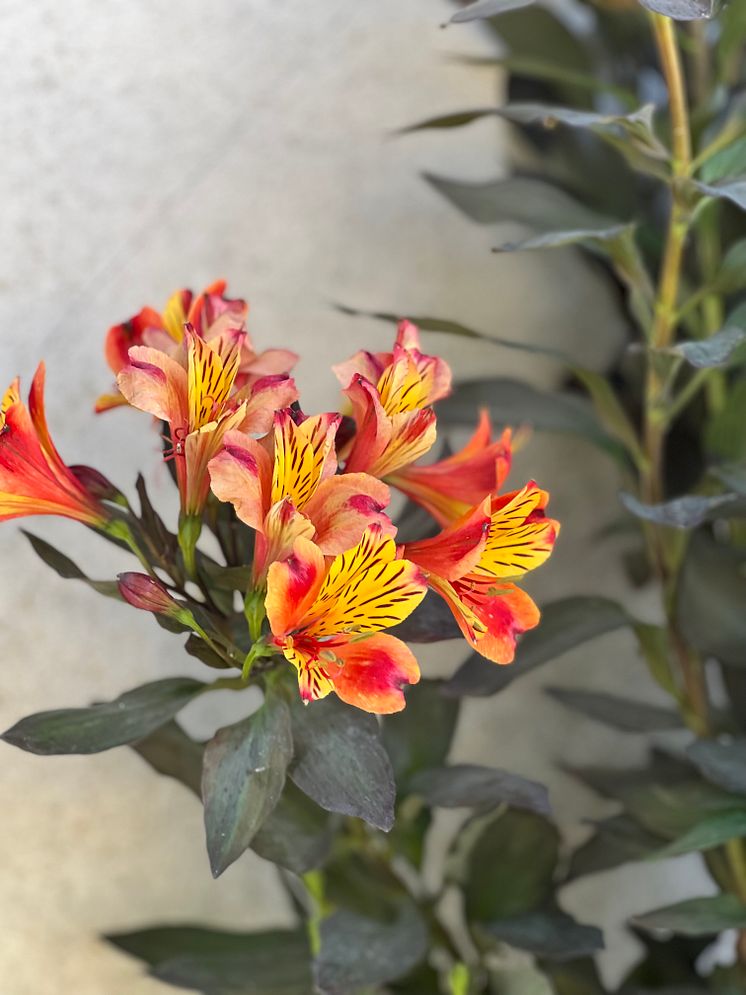 Alstroemeria_Summer Paradise_Indian summer_2024