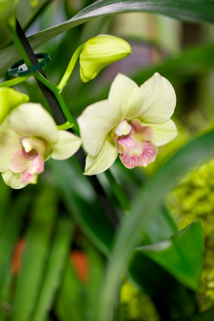 Dendrobium 'Snow'
