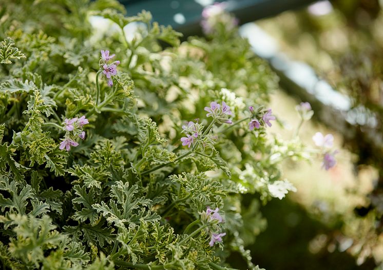 Pelargoner, vild trädgård, 2021