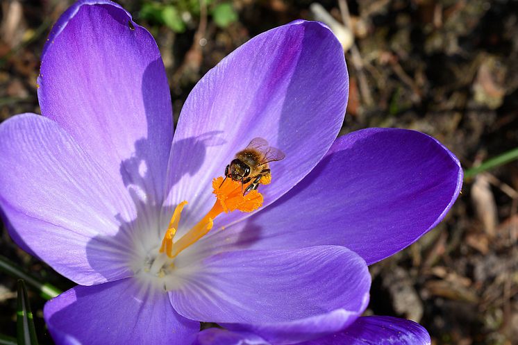 krokus bi