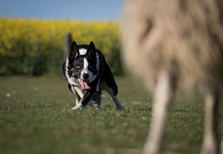 Oschatz - Kleine Gartenschau - Hütehundeshow