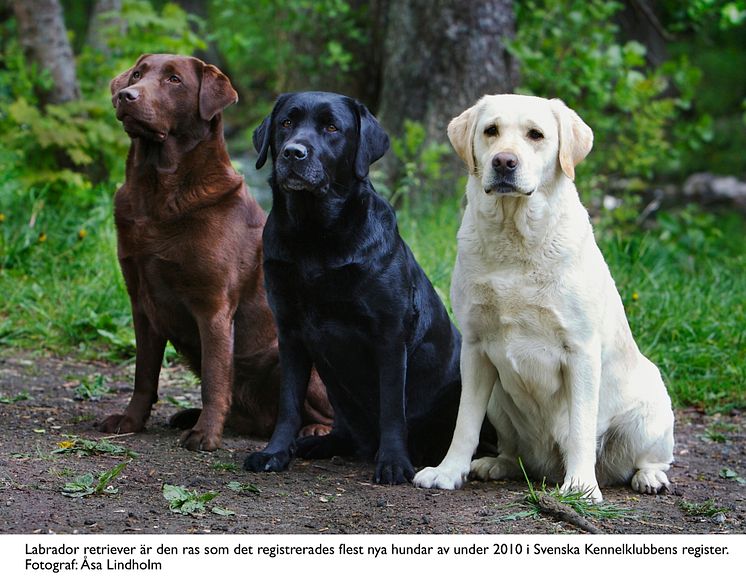 Labrador i topp - Svenska Kennelklubbens registreringsstatistik 2010