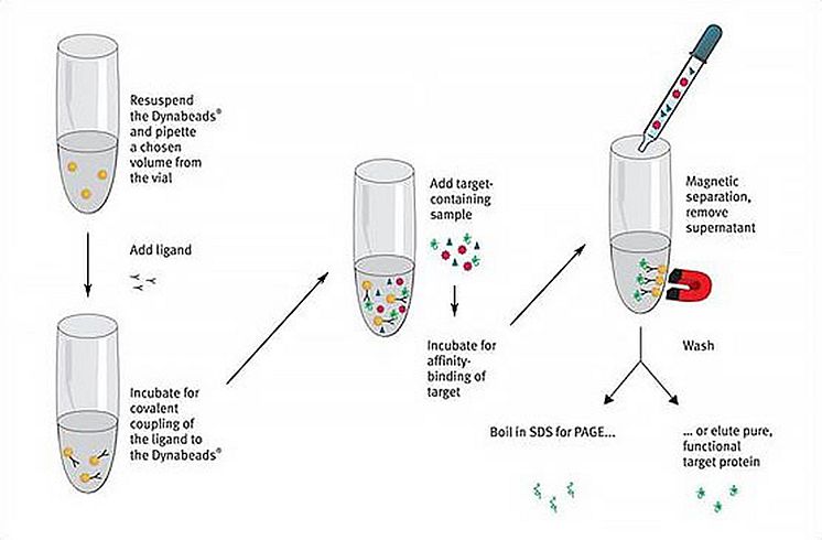 Ugelstadkuler kan trekke ut enkeltproteiner i en løsning.